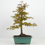 Bonsai Bordo do Japo 10 anos